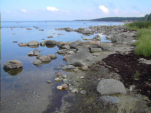 Estonian Shore